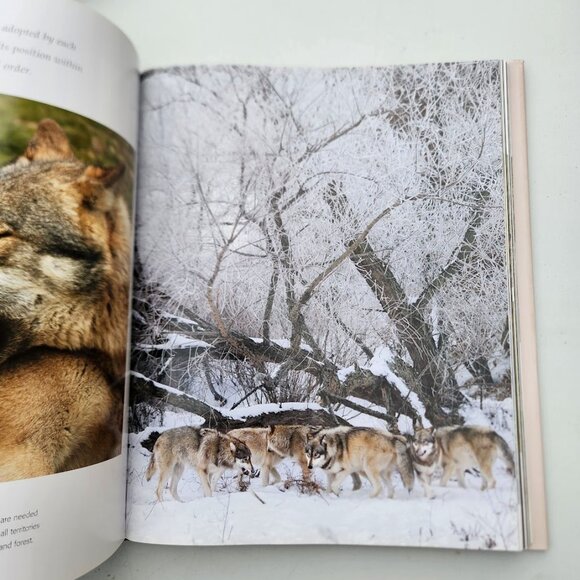 Spirit of the Wolf: Hardcover Book Coffee Table Decor Mythical Hunter of the Wil - Picture 5 of 16